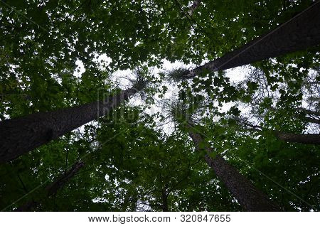 Tall Dense Green Crowns Of Trees And Bright White Sky