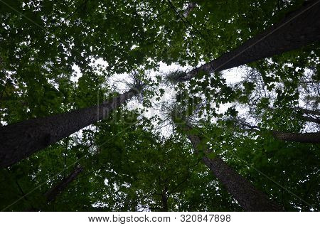 Tall Dense Green Crowns Of Trees And Bright White Sky