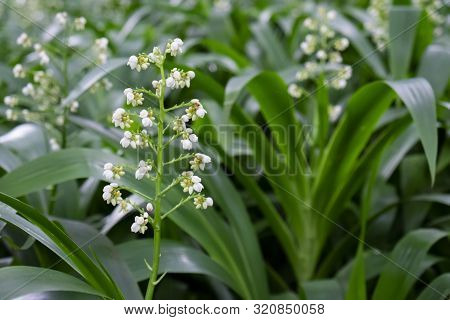 Xiphidium Caeruleum Aubl. (cola De Paloma) Ornamental Plants For Decorative Purposes In Gardens And 