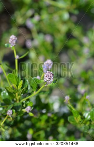 California Lilac Victoria Flower - Latin Name - Ceanothus Thyrsiflorus Victoria