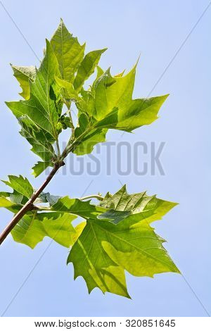 London Plane Leaves Against Blue Sky - Latin Name - Platanus X Hispanica (platanus X Acerifolia)