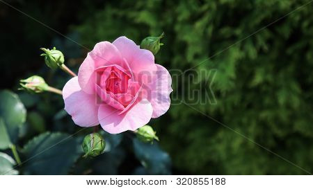 Beautiful Pink Rose Bonica With Buds In The Garden