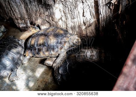 The Wildlife Zoo Turtle Reptile As The Natural Habitat