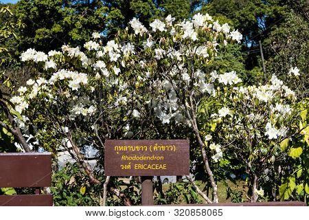 View Of White Rhododendron Flower, An Ericacae Family, At Doi Inthanon National Park In Chiang Mai, 