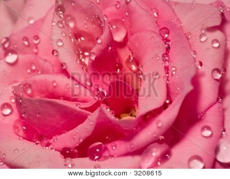 Viele Tropfen auf Rose