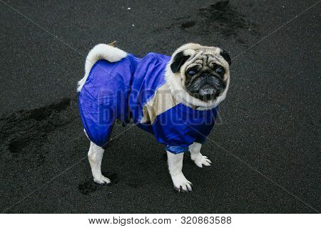 Pug In Blue Overalls On The Beach With Dark Sand In Cloudy Weather