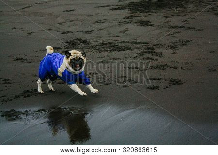 Pug In Blue Overalls On The Beach With Dark Sand In Cloudy Weather