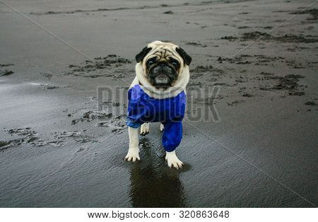 Pug In Blue Overalls On The Beach With Dark Sand In Cloudy Weather