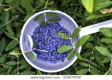 Bowl Of Honeysuckle Berry Or Woodbine With Green Leaves And Branches. Close Up View.