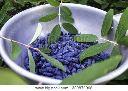 Bowl Of Honeysuckle Berry Or Woodbine With Green Leaves And Branches. Close Up View.