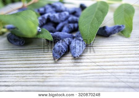 Honeysuckle Berry Or Woodbine With Green Leaves On Light Coloured Wooden Background. Close Up View.