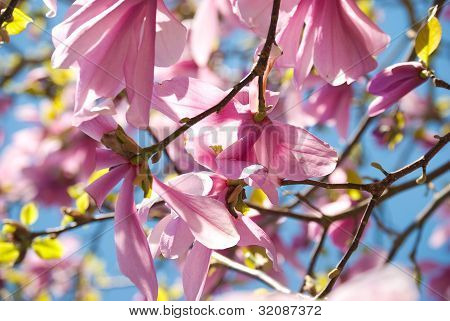 Magnolia Tulip Tree