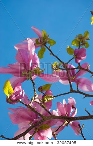 Magnolia Tulip Tree