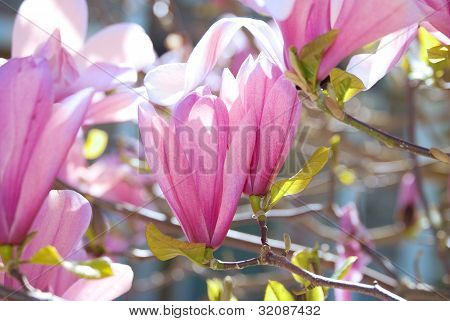 Magnolia Tulip Tree