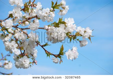 Sakura çiçek çiçeklenme.