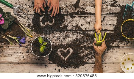 Love And Heart. Love Of Nature. The Family Plants Plants Together In Pots. Home Garden. Family Busin