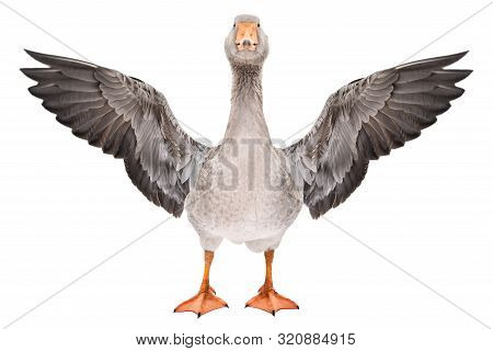 Beautiful Goose Stands With Wings Spread Isolated On A White Background