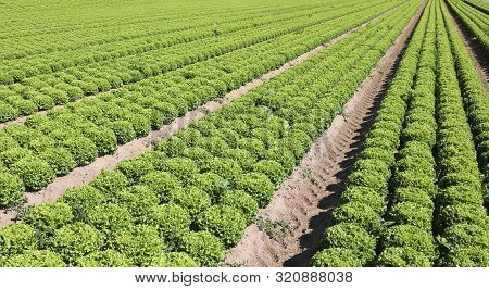 Immense Field Of Green Lettuce Ordered By Rows On The Draining Sandy Soil In Summer