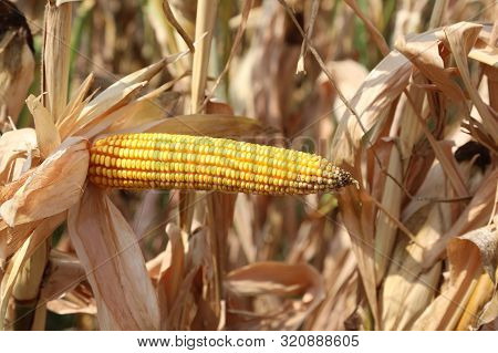 Long Corn Cob In Horizontal Position With Seeds