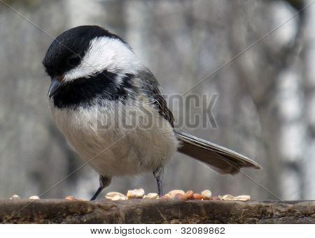 ค้นหา Chickadee ปรบมือสีดำเมล็ด