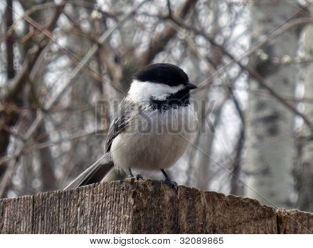 Chickadee Capped ดำบนรั้ว