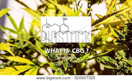 Cannabigerol Cannabinoid Compounds In The Female Cannabis Plant. Cbg Element In Medical Marijuana St