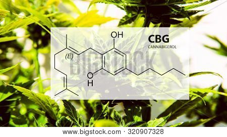 Cannabigerol Cannabinoid Compounds In The Female Cannabis Plant. Cbg Element In Medical Marijuana St