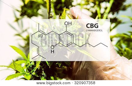 Cannabigerol Cannabinoid Compounds In The Female Cannabis Plant. Cbg Element In Medical Marijuana St