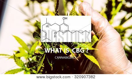 Cannabigerol Cannabinoid Compounds In The Female Cannabis Plant. Cbg Element In Medical Marijuana St