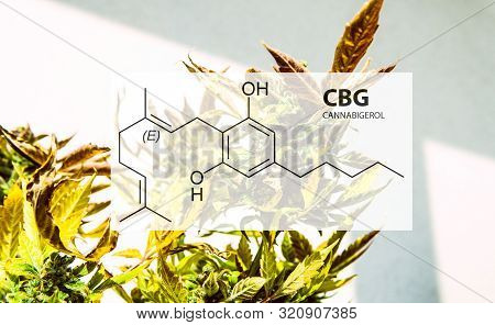 Cannabigerol Cannabinoid Compounds In The Female Cannabis Plant. Cbg Element In Medical Marijuana St