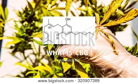 Cannabigerol Cannabinoid Compounds In The Female Cannabis Plant. Cbg Element In Medical Marijuana St