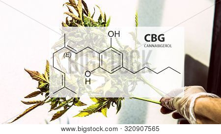 Cannabigerol Cannabinoid Compounds In The Female Cannabis Plant. Cbg Element In Medical Marijuana St
