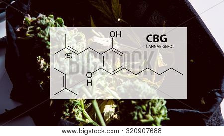 Cannabigerol Cannabinoid Compounds In The Female Cannabis Plant. Cbg Element In Medical Marijuana St