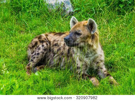 Closeup Of A Spotted Hyena Laying In The Grass, Tropical Wild Dog From Africa