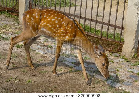 Kharkiv State Zoological Park
