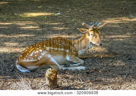 Kharkiv State Zoological Park