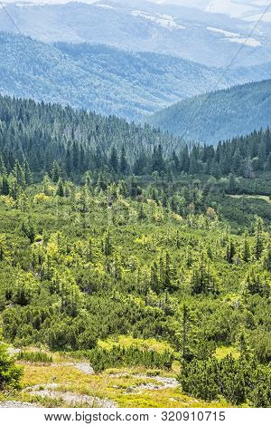 Dwarf Mountain Pine And Coniferous Forest, Low Tatras, Slovak Republic. Seasonal Natural Scene. Trav