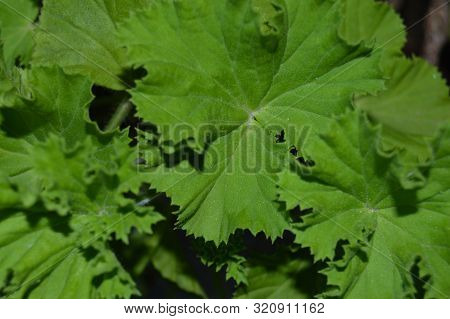 A Shrub Of Green Geranium Leaves, Algeria