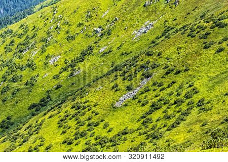 Dwarf Mountain Pine And Coniferous Forest, Low Tatras, Slovak Republic. Seasonal Natural Scene. Trav
