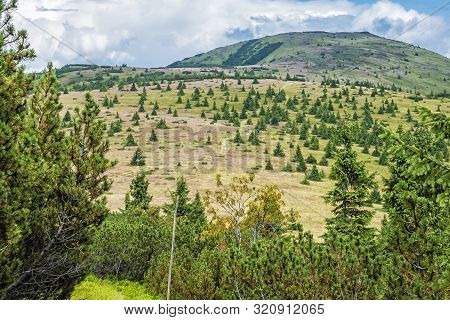 Dwarf Mountain Pine And Coniferous Forest, Low Tatras, Slovak Republic. Seasonal Natural Scene. Trav