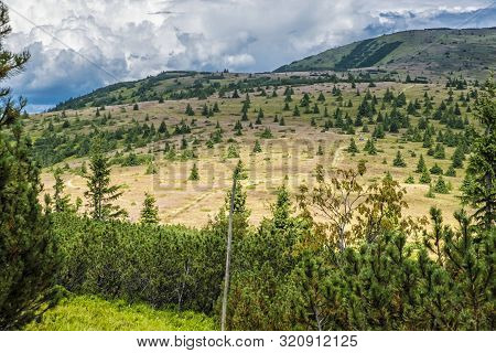 Dwarf Mountain Pine And Coniferous Forest, Low Tatras, Slovak Republic. Seasonal Natural Scene. Trav