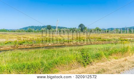 Abundant Grass In The Nisqually Wetlands In Washington Statel.