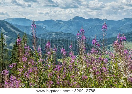 Meadow Flowers, Low Tatras, Slovak Republic. Travel Destination. Hiking Theme.