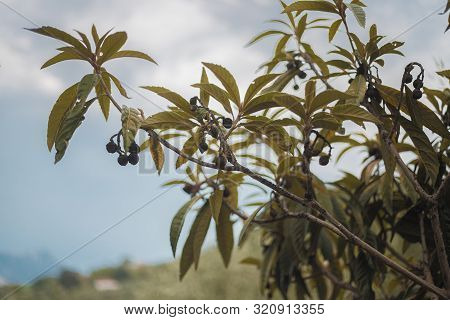 The Leaves And Fruits Of The Medlar Began To Become Black And Dry. Diseases Of The Medlar Tree. Soot