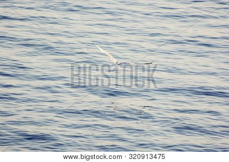Seagull Flies Above Sea, Stomorska, Solta, Croatia. Mediterranean Sea. Natural Scene.