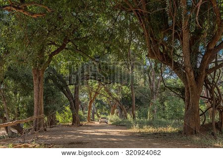 Kruger National Park, South Africa - May 15, 2019: The Shady Landscape On Road S63 Next To The Levuv