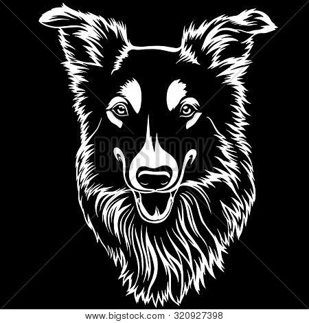 Australian Shepherd Sheltie Dog Breed Face Head Isolated Pet Animal Domestic Pet Canine Puppy Purebr