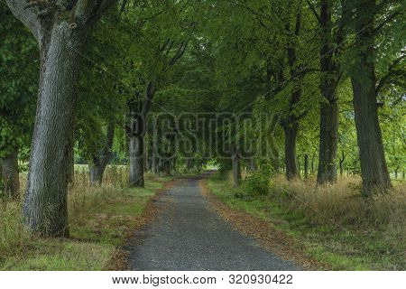 Green Alley With Leaf Trees In Kynzvart Spa Town In Cloudy Summer Evening