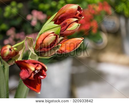 Exotic Flowers Are The Red Amaryllis And Artichoke.