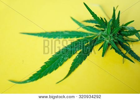 Inflorescence And Leaves Of Wild Cannabis Hemp Along With Silver Stars Lie On A Yellow Background. P